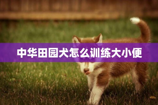 中华田园犬怎么训练大小便