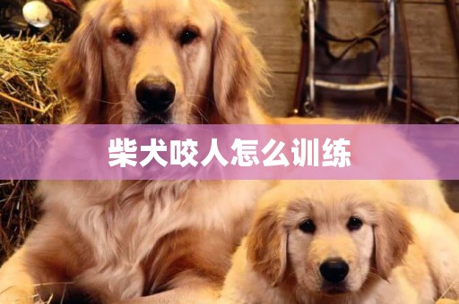 柴犬咬人怎么训练