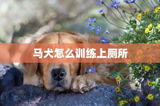 马犬怎么训练上厕所