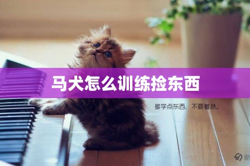 马犬怎么训练捡东西