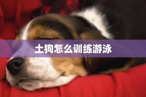 土狗怎么训练游泳