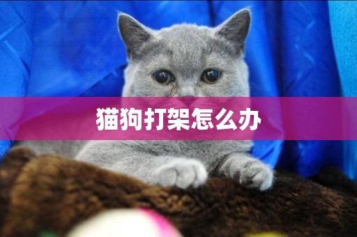 猫狗打架怎么办