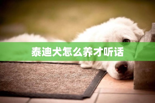 泰迪犬怎么养才听话