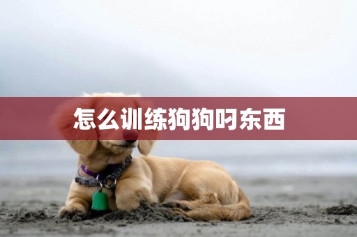 怎么训练狗狗叼东西