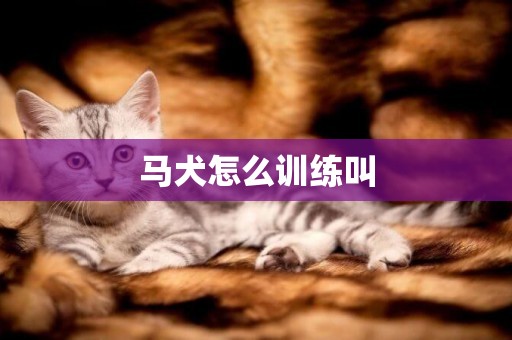 马犬怎么训练叫