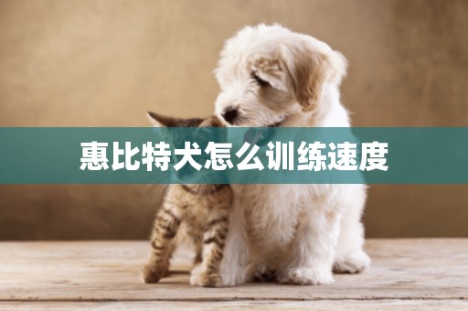 惠比特犬怎么训练速度