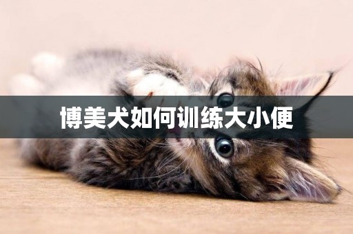 博美犬如何训练大小便