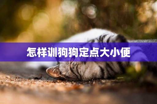 怎样训狗狗定点大小便