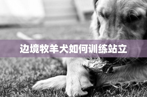 边境牧羊犬如何训练站立