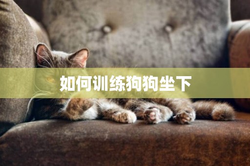 如何训练狗狗坐下