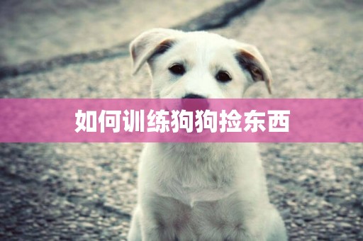 如何训练狗狗捡东西