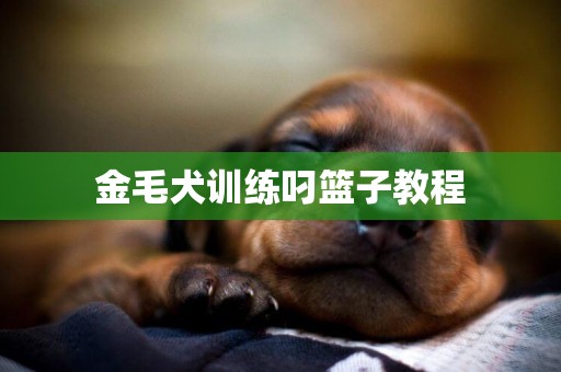 金毛犬训练叼篮子教程