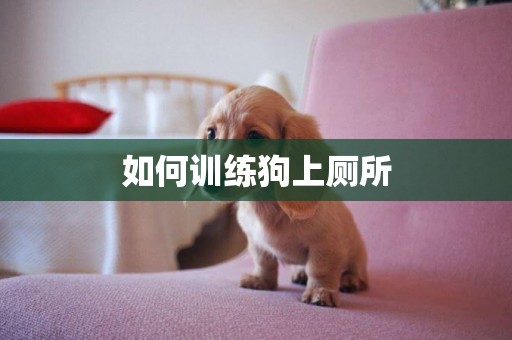 如何训练狗上厕所