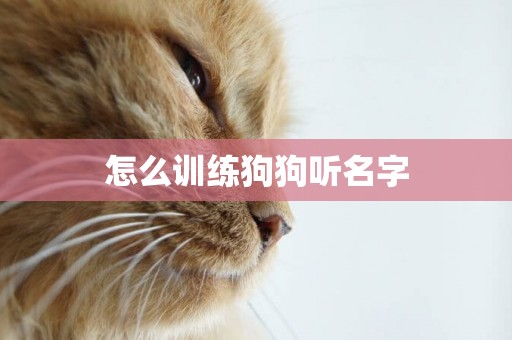 怎么训练狗狗听名字