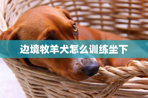 边境牧羊犬怎么训练坐下