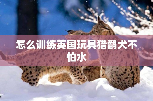 怎么训练英国玩具猎鹬犬不怕水