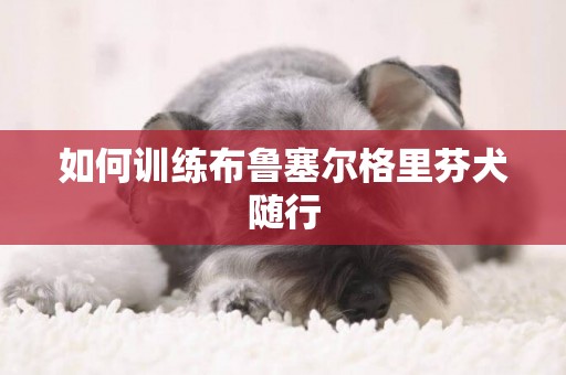 如何训练布鲁塞尔格里芬犬随行