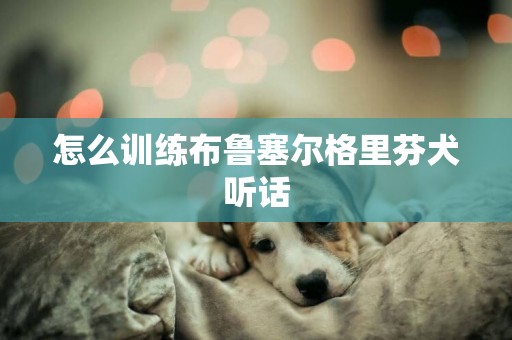 怎么训练布鲁塞尔格里芬犬听话