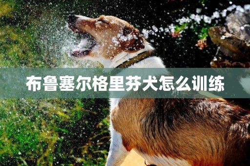 布鲁塞尔格里芬犬怎么训练