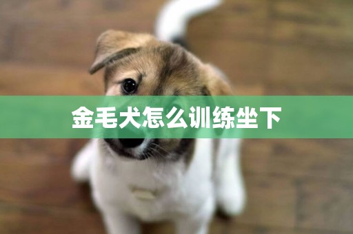 金毛犬怎么训练坐下