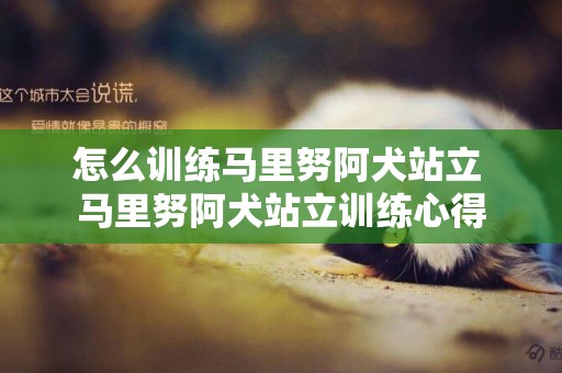 怎么训练马里努阿犬站立 马里努阿犬站立训练心得