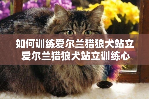 如何训练爱尔兰猎狼犬站立 爱尔兰猎狼犬站立训练心得