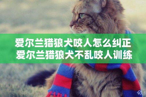 爱尔兰猎狼犬咬人怎么纠正 爱尔兰猎狼犬不乱咬人训练方法