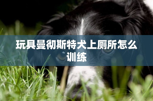 玩具曼彻斯特犬上厕所怎么训练