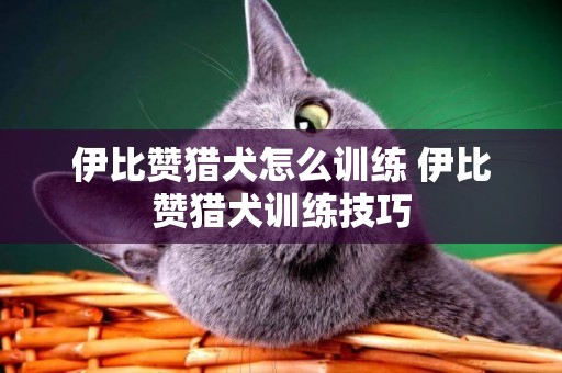 伊比赞猎犬怎么训练 伊比赞猎犬训练技巧