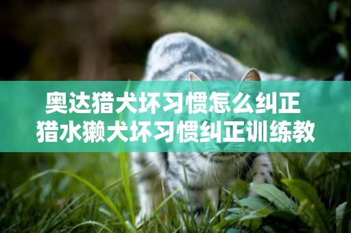 奥达猎犬坏习惯怎么纠正 猎水獭犬坏习惯纠正训练教程